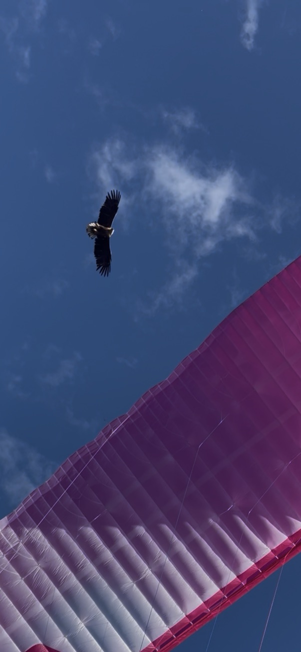 Eagle Joins Us